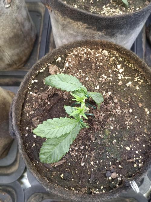 Lemon Cherry Cookies Auto. Week 4 - LCC 2-4