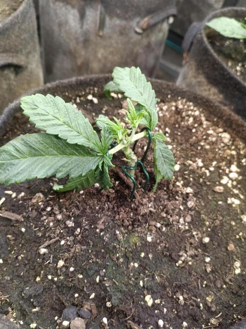 Lemon Cherry Cookies Auto. Week 4 - LCC 2-5