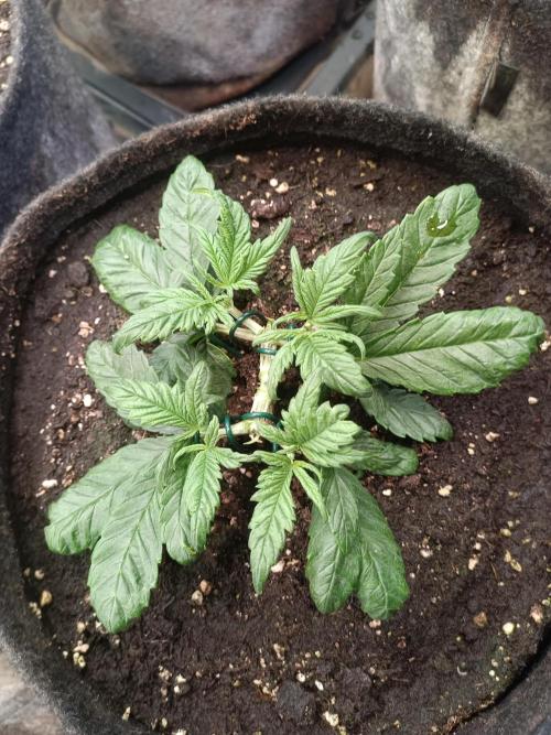 Lemon Cherry Cookies Auto. Week 4 - LCC 1-6
