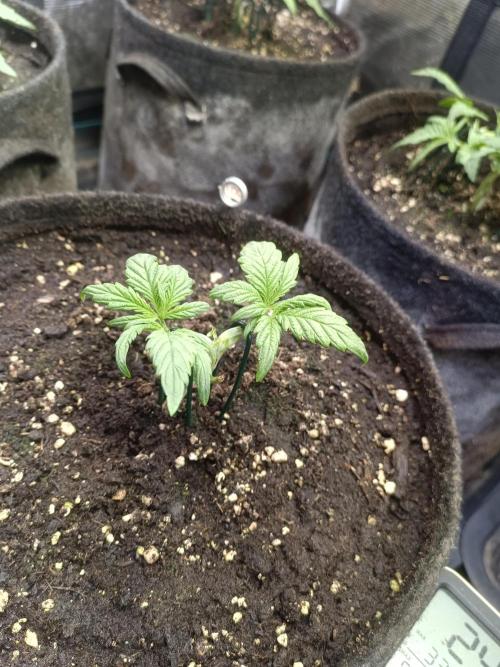 Lemon Cherry Cookies Auto. Week 4 - LCC 2-6
