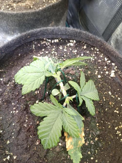 Lemon Cherry Cookies Auto. Week 4 - LCC 3-1