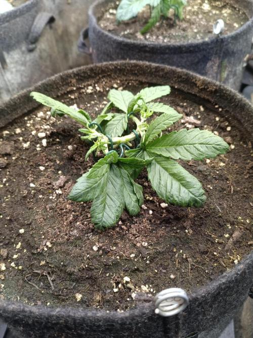Lemon Cherry Cookies Auto. Week 4 - LCC 3-2