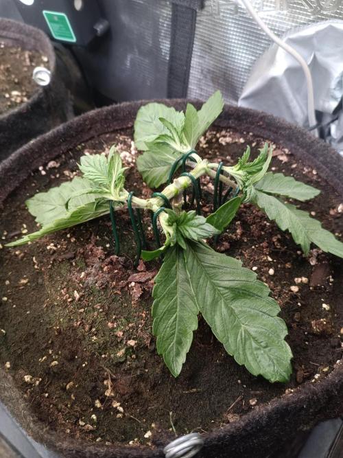 Lemon Cherry Cookies Auto. Week 4 - LCC 3-3