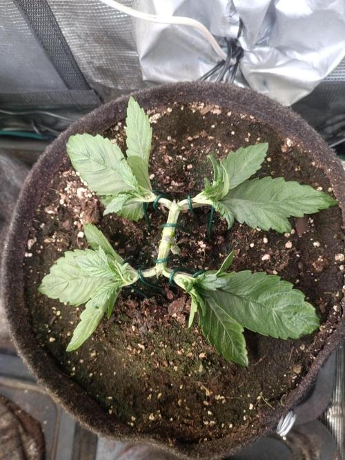 Lemon Cherry Cookies Auto. Week 4 - LCC 3-4