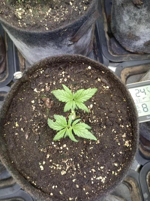 Lemon Cherry Cookies Auto. Week 4 - LCC 3-5