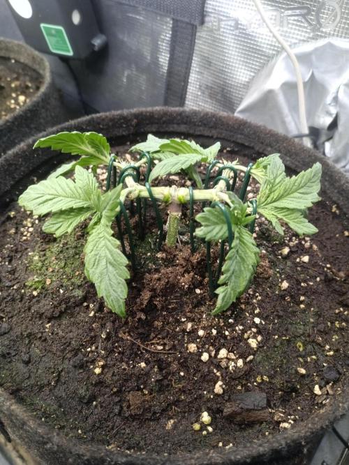 Lemon Cherry Cookies Auto. Week 4 - LCC 3-6
