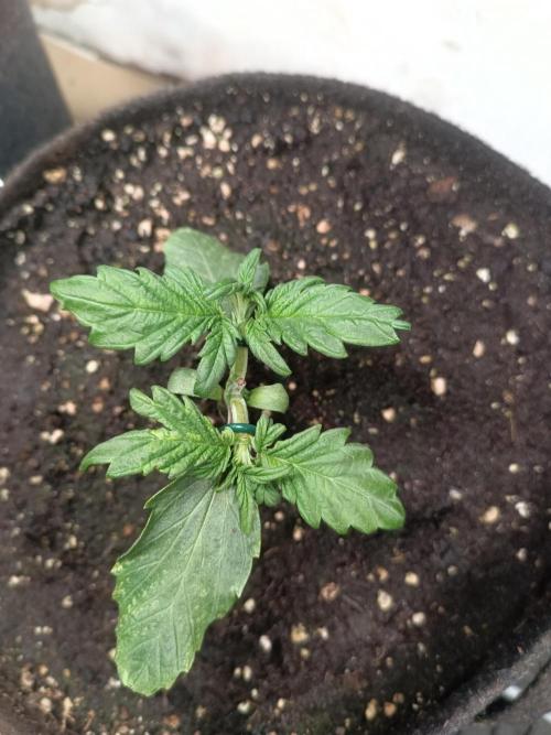 Dankberry Outdoor 🥦👨‍🌾🐝. Week 4