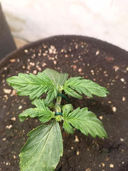 Dankberry Outdoor 🥦👨‍🌾🐝. Week 4