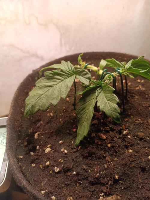 Dankberry Outdoor 🥦👨‍🌾🐝. Week 4