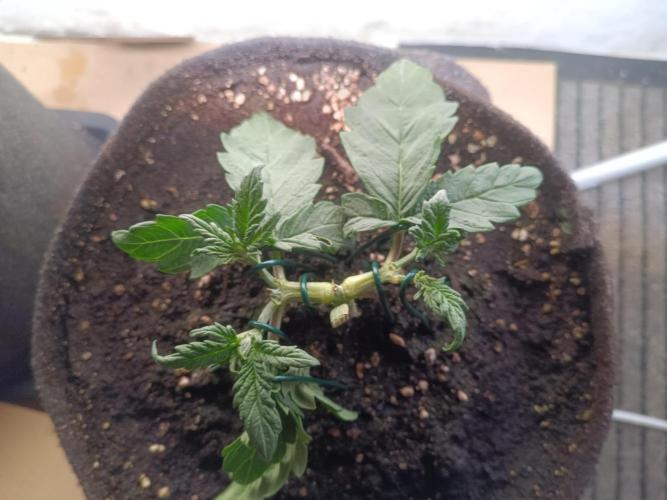 Dankberry Outdoor 🥦👨‍🌾🐝. Week 4