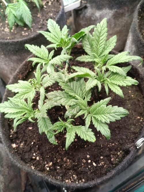 Lemon Cherry Cookies Auto. Week 5 - 1-1