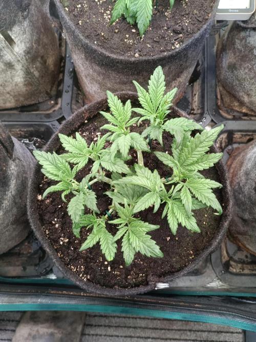 Lemon Cherry Cookies Auto. Week 5 - 1-2
