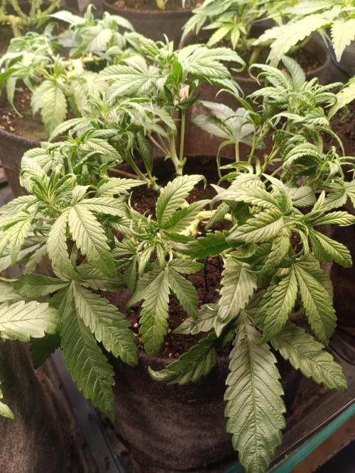 Lemon Cherry Cookies Auto. Week 5 - 1-3