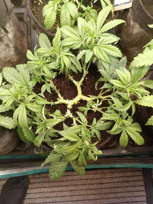 Lemon Cherry Cookies Auto. Week 5 - 1-4