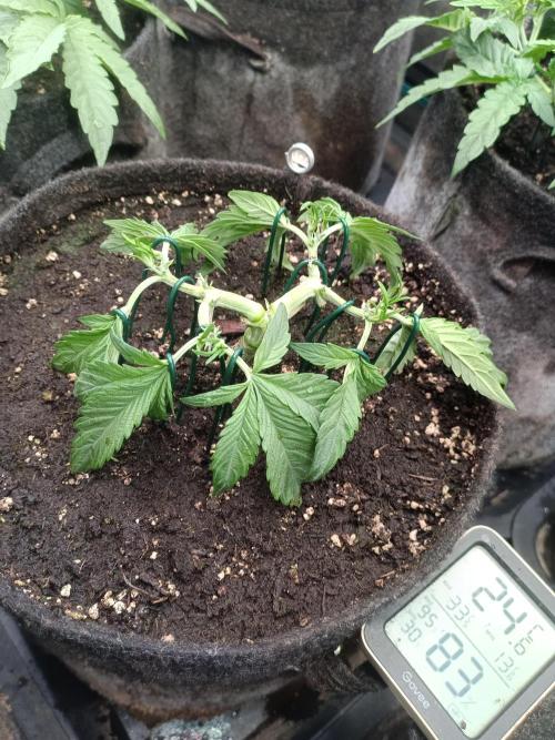 Lemon Cherry Cookies Auto. Week 5 - 2-1