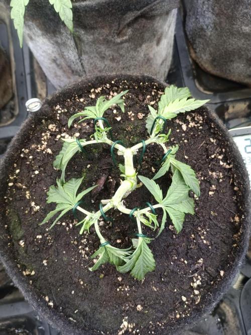 Lemon Cherry Cookies Auto. Week 5 - 2-2