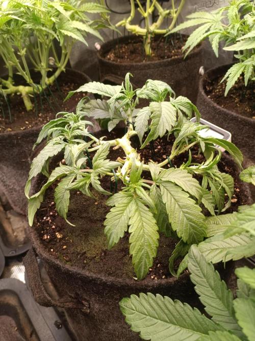 Lemon Cherry Cookies Auto. Week 5 - 2-3