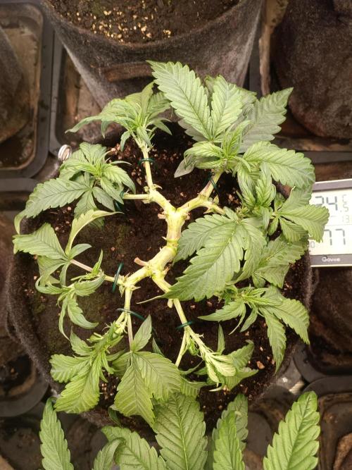 Lemon Cherry Cookies Auto. Week 5 - 2-4
