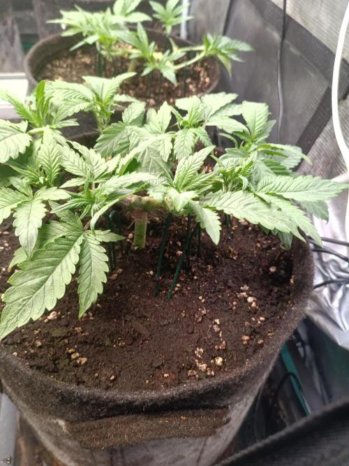 Lemon Cherry Cookies Auto. Week 5 - 3-1