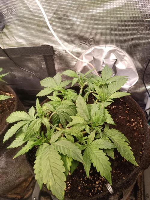 Lemon Cherry Cookies Auto. Week 5 - 3-2