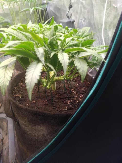 Lemon Cherry Cookies Auto. Week 5 - 3-3