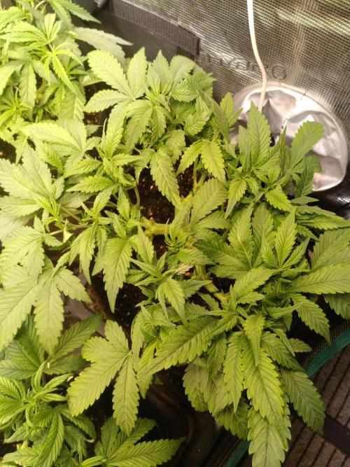 Lemon Cherry Cookies Auto. Week 5 - 3-4