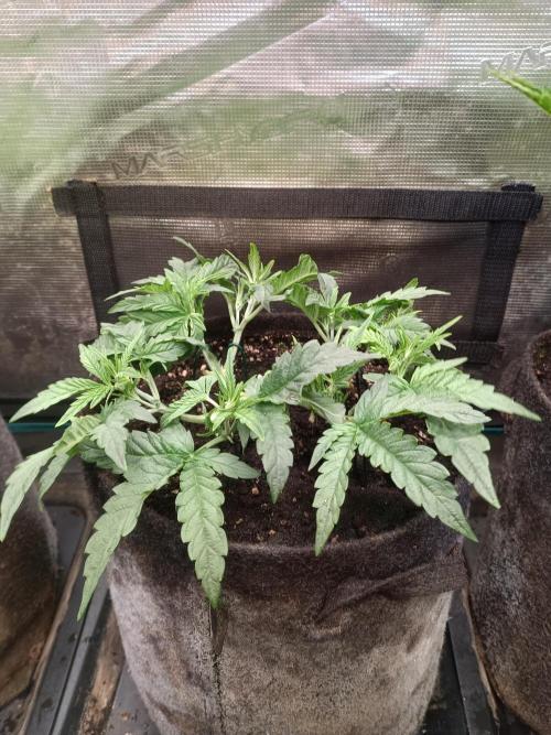 Purple People Eater Auto. Week 5 - 1-1