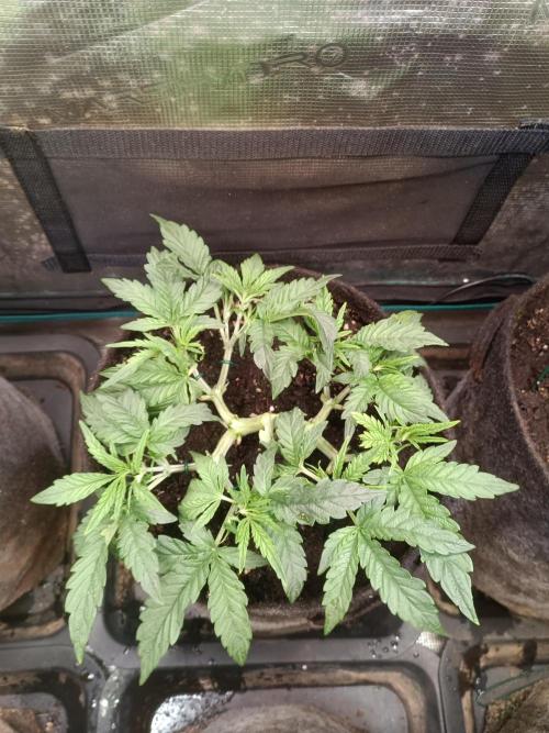 Purple People Eater Auto. Week 5 - 1-2