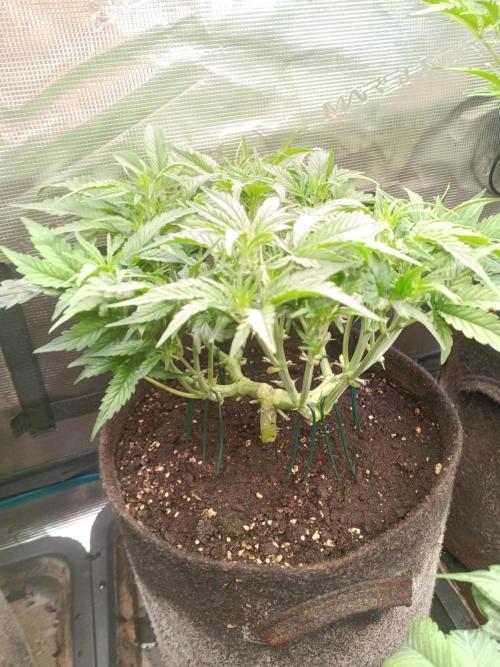 Purple People Eater Auto. Week 5 - 1-3