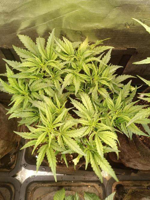Purple People Eater Auto. Week 5 - 1-4