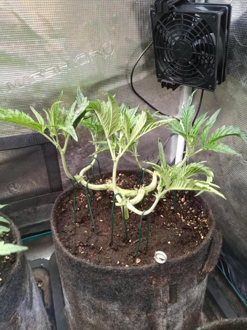 Purple People Eater Auto. Week 5 - 2-1
