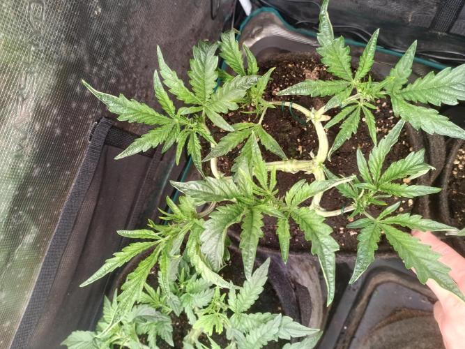Purple People Eater Auto. Week 5 - 2-2