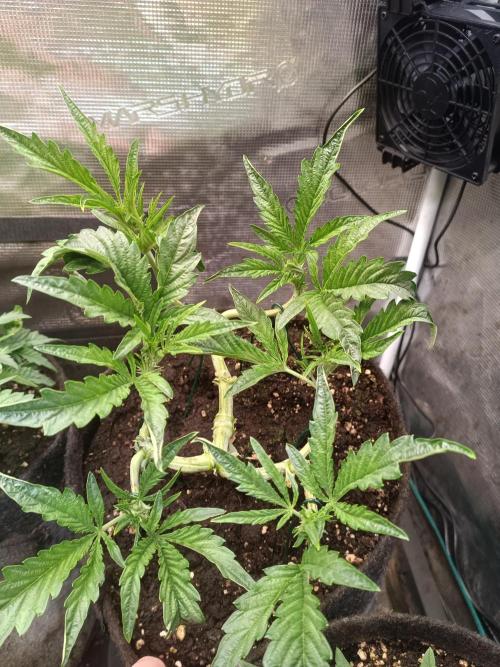 Purple People Eater Auto. Week 5 - 2-3
