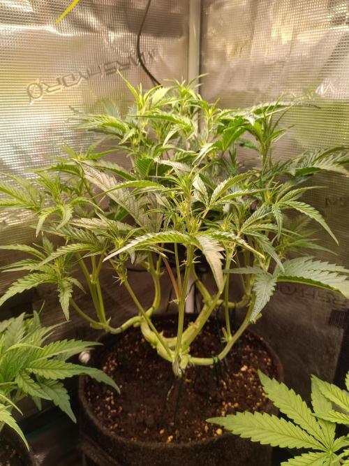 Purple People Eater Auto. Week 5 - 2-4