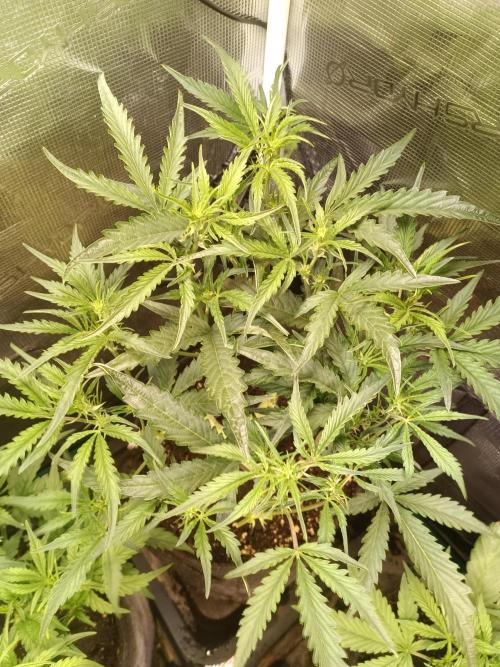 Purple People Eater Auto. Week 5 - 2-5
