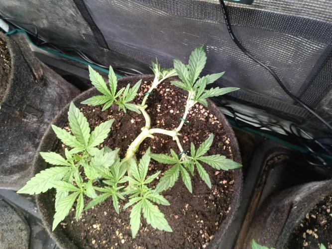 Purple People Eater Auto. Week 5 - 3-1