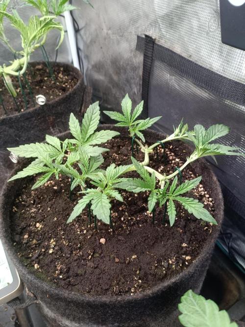 Purple People Eater Auto. Week 5 - 3-2