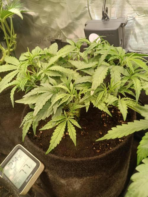 Purple People Eater Auto. Week 5 - 3-3
