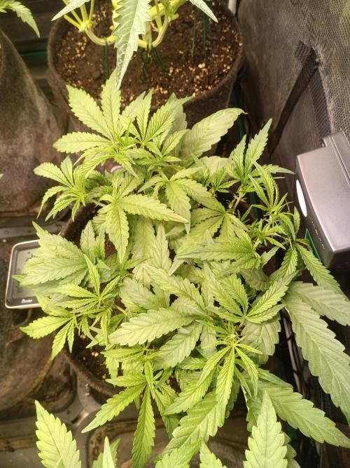 Purple People Eater Auto. Week 5 - 3-4
