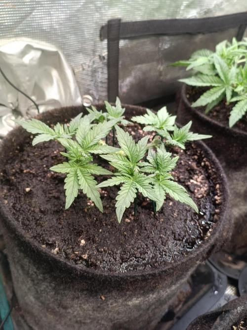 Dankberry Auto-Deep Pots, Full Potential. Week 5 - 1-1