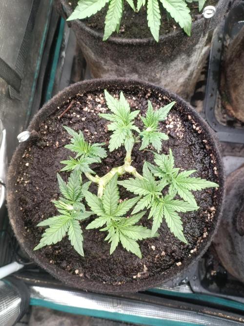 Dankberry Auto-Deep Pots, Full Potential. Week 5 - 1-2