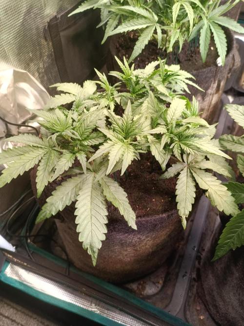 Dankberry Auto-Deep Pots, Full Potential. Week 5 - 1-3