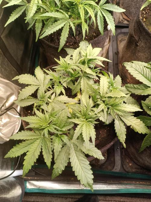 Dankberry Auto-Deep Pots, Full Potential. Week 5 - 1-4