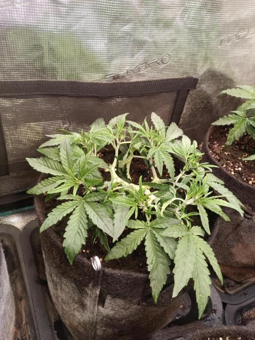 Dankberry Auto-Deep Pots, Full Potential. Week 5 - 2-1