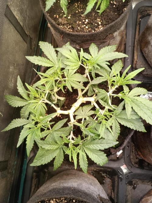 Dankberry Auto-Deep Pots, Full Potential. Week 5 - 2-2