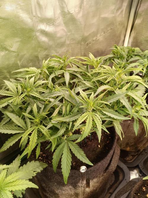 Dankberry Auto-Deep Pots, Full Potential. Week 5 - 2-3