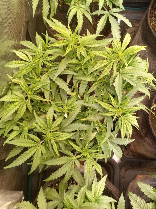 Dankberry Auto-Deep Pots, Full Potential. Week 5 - 2-4