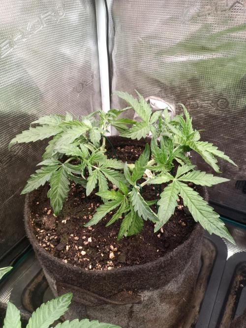Dankberry Auto-Deep Pots, Full Potential. Week 5 - 3-1