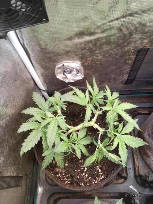 Dankberry Auto-Deep Pots, Full Potential. Week 5 - 3-2