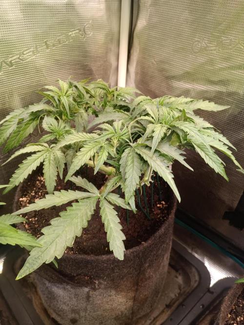 Dankberry Auto-Deep Pots, Full Potential. Week 5 - 3-3